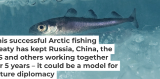 An Arctic cod (Boreogadus saida) swims under the ice. Erling Svensen/Artsdatabanken, CC BY